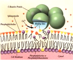 降钙素原白细胞_降钙素原与白细胞_白细胞和降钙素原值高
